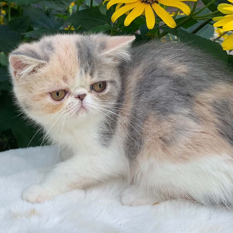Milashka Exotic female, blue tortie tabby bicolour