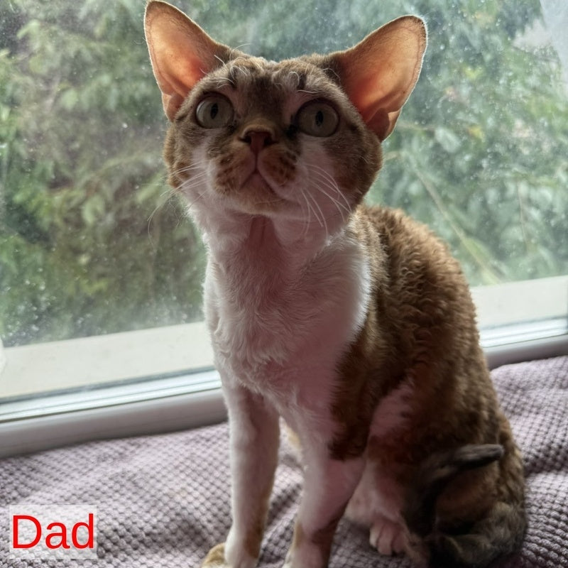 Xenon Devon Rex male, black tabby with white