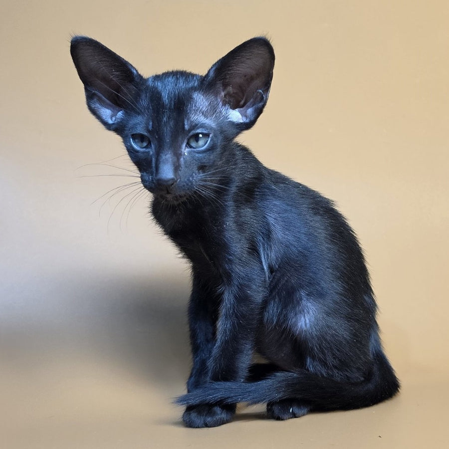 Fenrir Oriental Shorthair male, black