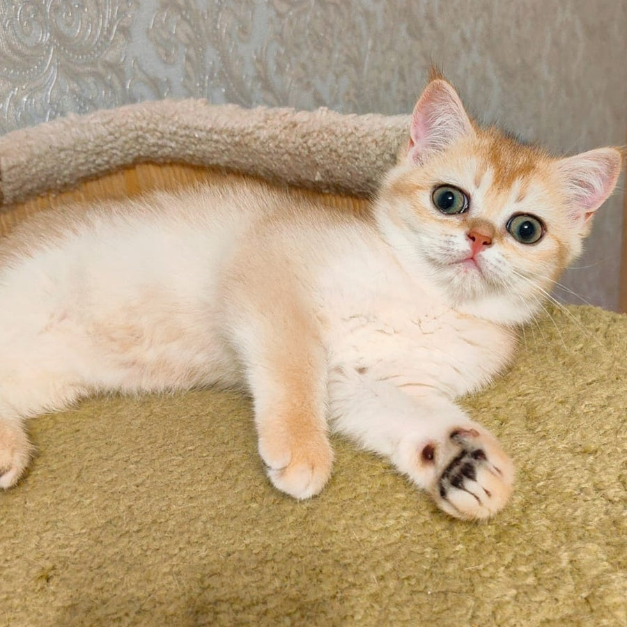 Bella Scottish Straight female, black golden shaded