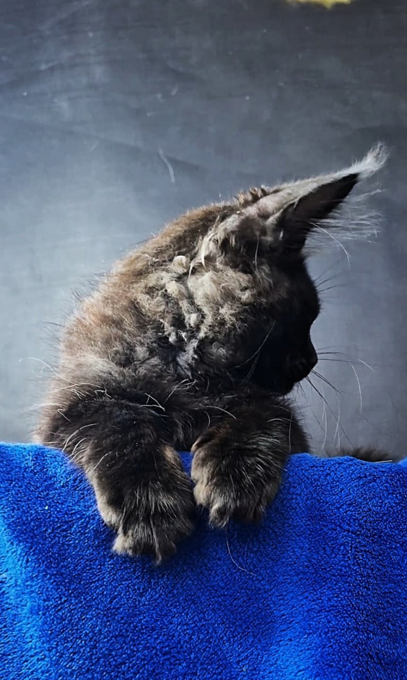 Kira Loren Maine Coon female, black