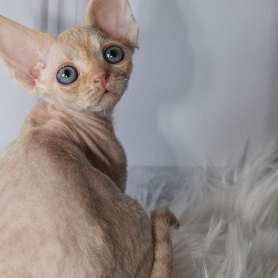 Nikov Devon Rex male, red spotted tabby