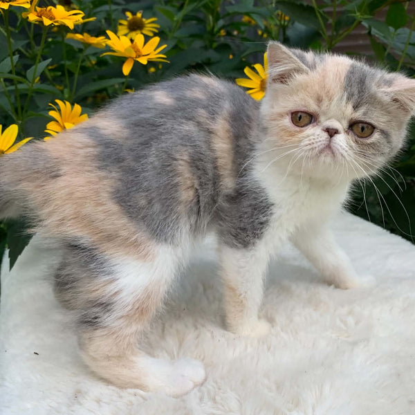 Milashka Exotic female, blue tortie tabby bicolour