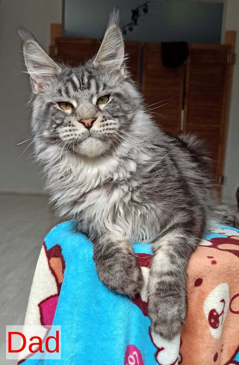 Pandora Maine Coon polydactyl female, black tabby with white