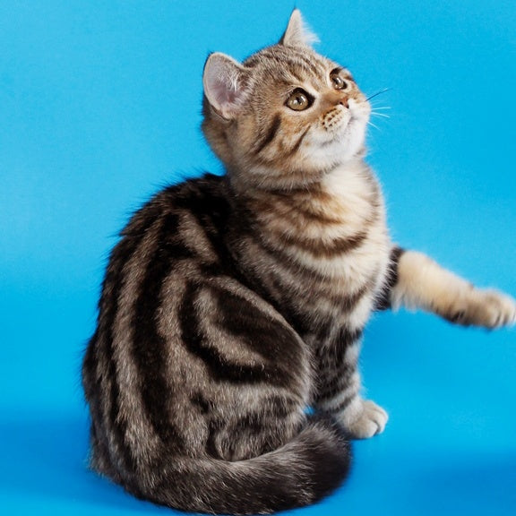 Weiss British Shorthair male, black tabby