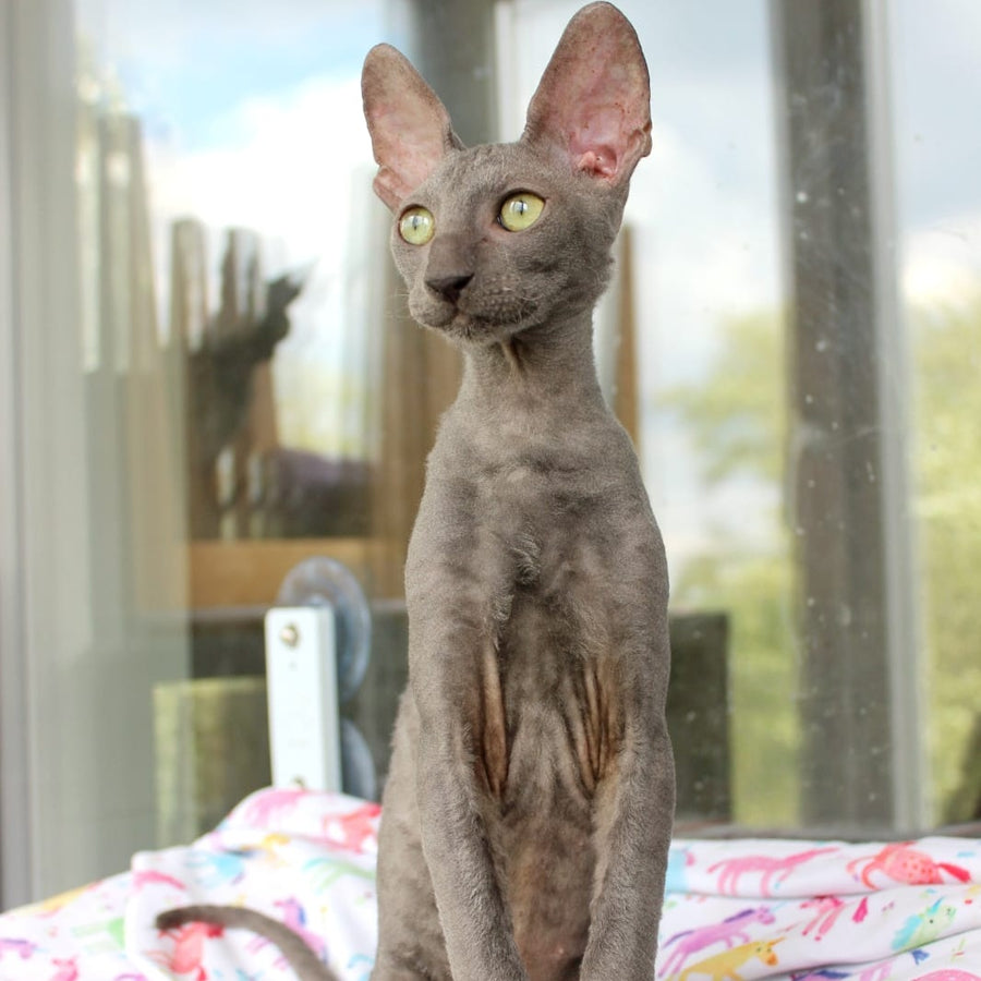 Dimetry Cornish Rex male, blue