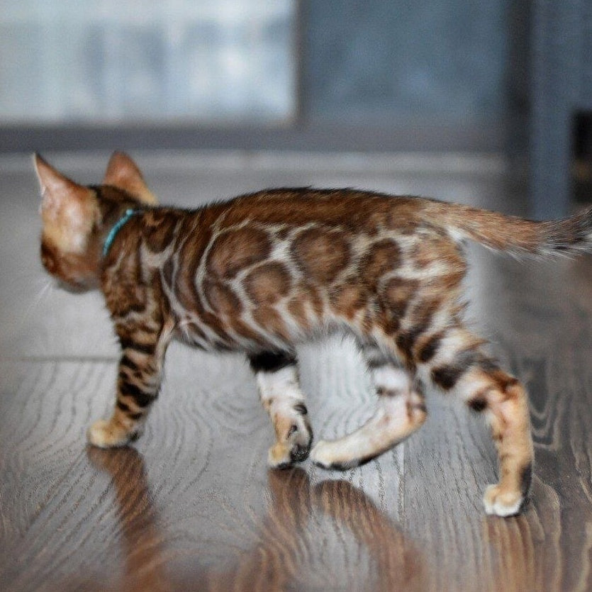 Perseus Bengal male, black spotted tabby