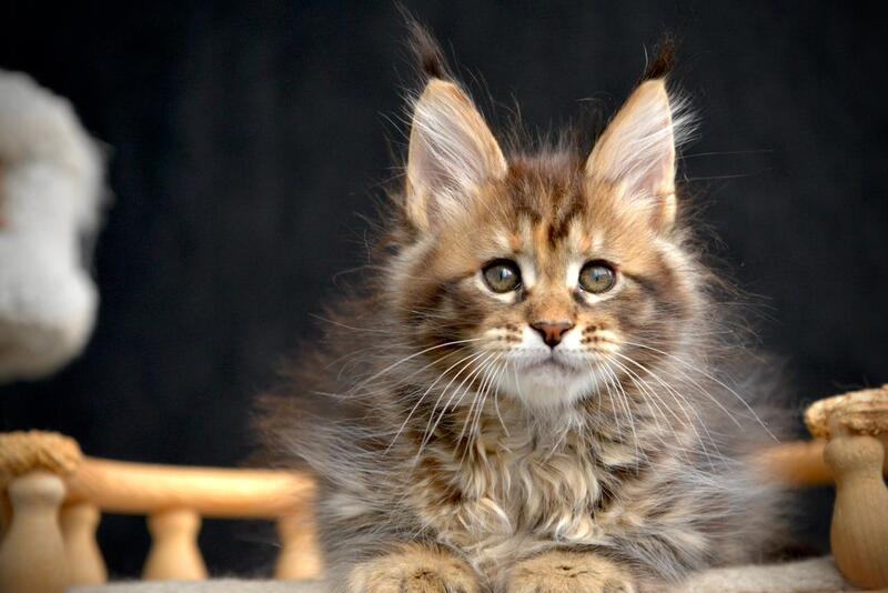 Wild Rose Maine Coon female black tortie tabby live animals