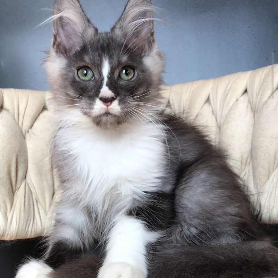 Chip Maine Coon male, black silver bicolour