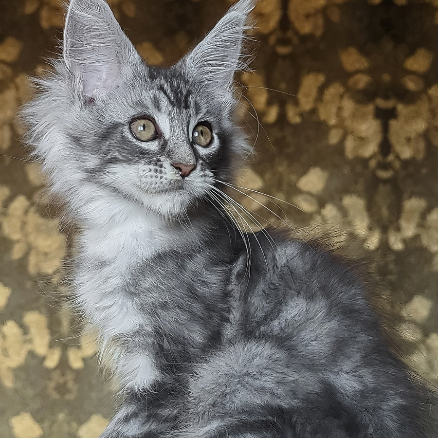 Izida Maine Coon female, black silver tabby