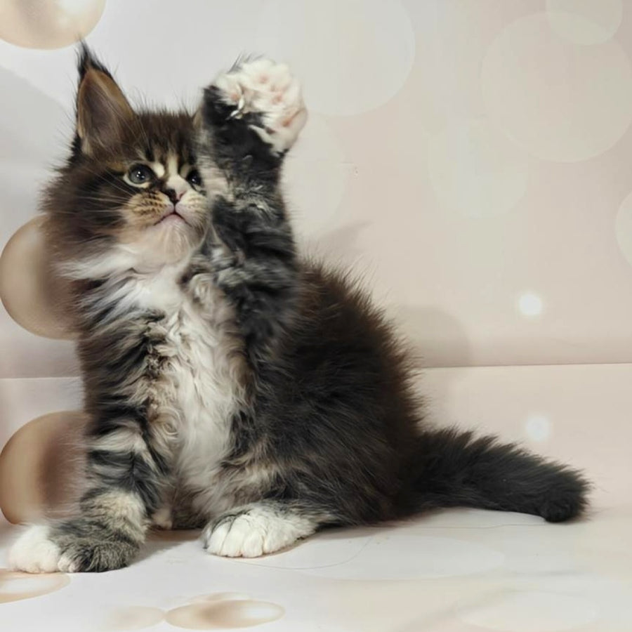 Cosmos Maine Coon polydactyl 6x6x6x6 male, black tabby with white