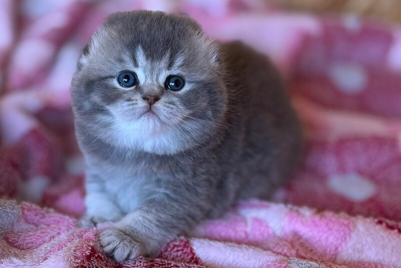 Benjamin Scottish Fold male, blue ticked tabby