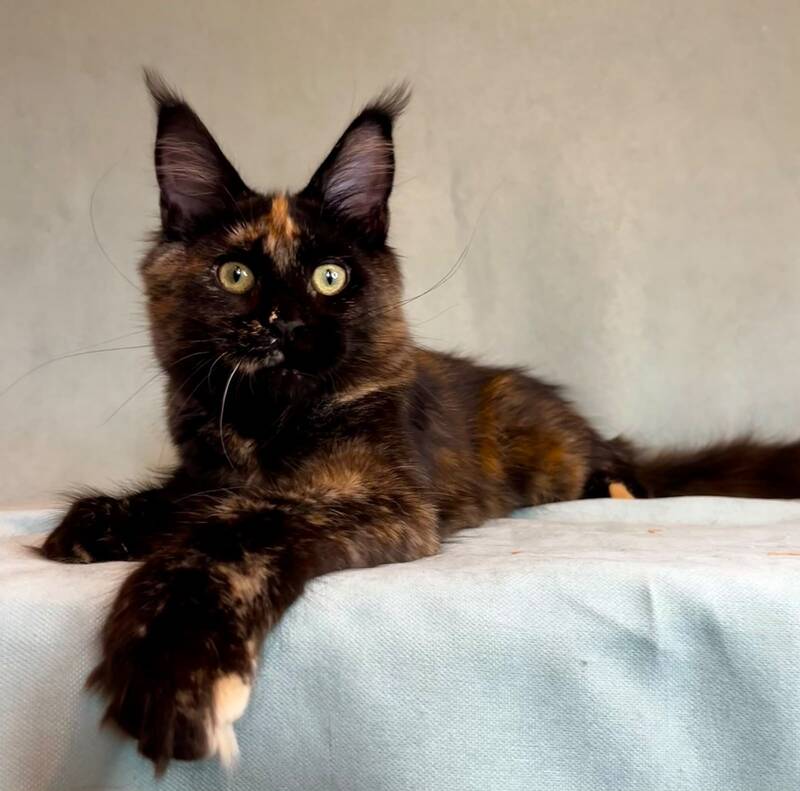 Magic Maine Coon polydactyl female, black tortie