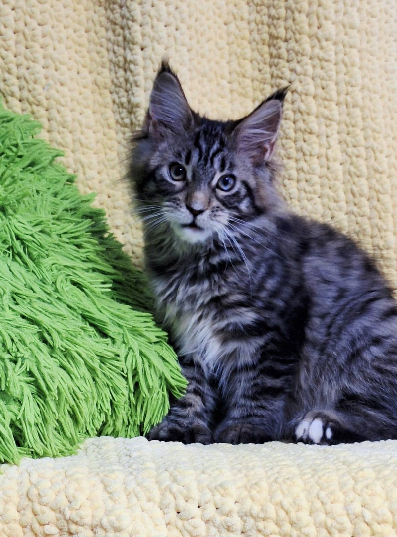 Asja Maine Coon polydactyl female, black tabby with white