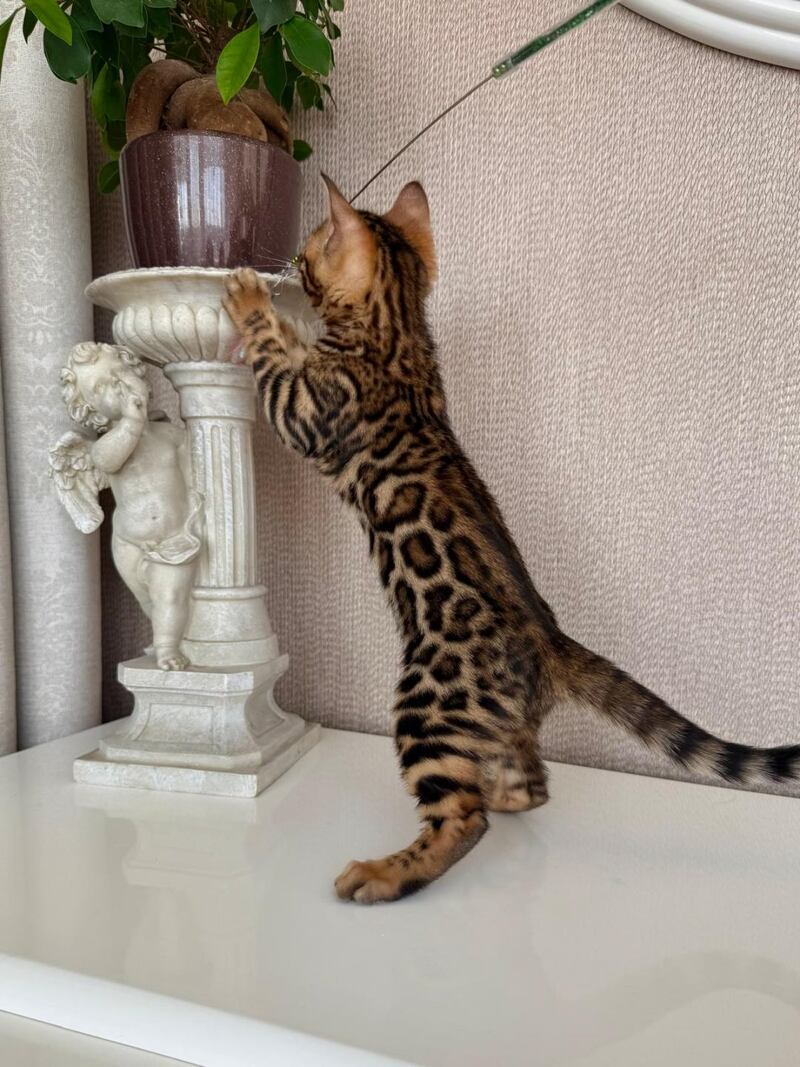 Fortuna Bengal female black spotted tabby - live animals