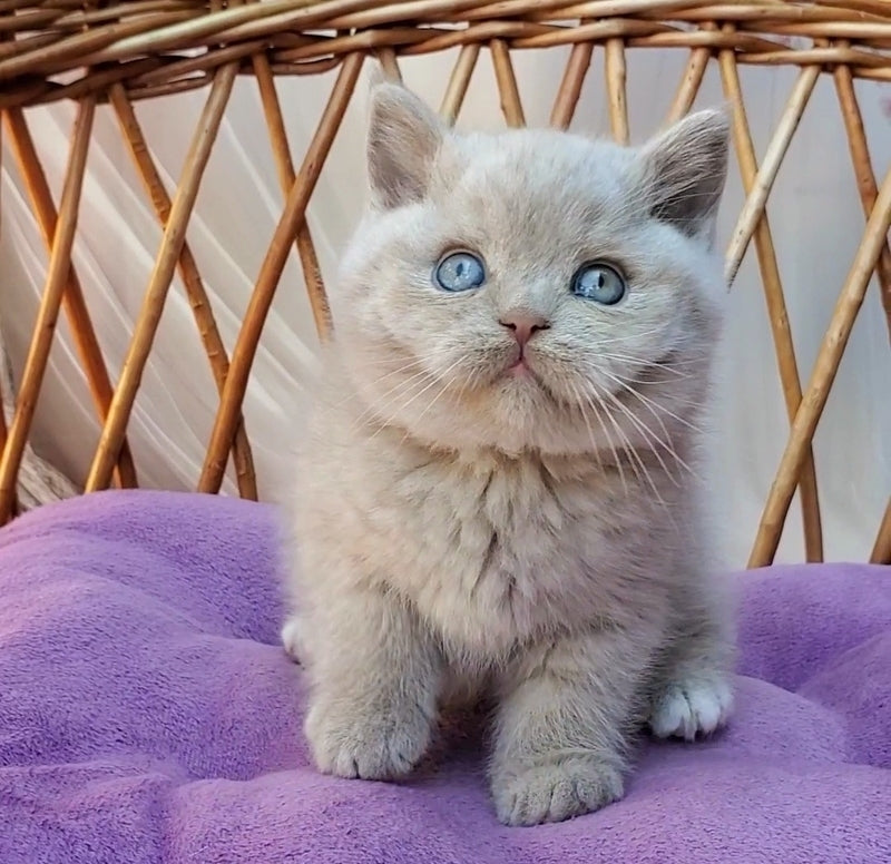 Xenon British Shorthair male, fawn