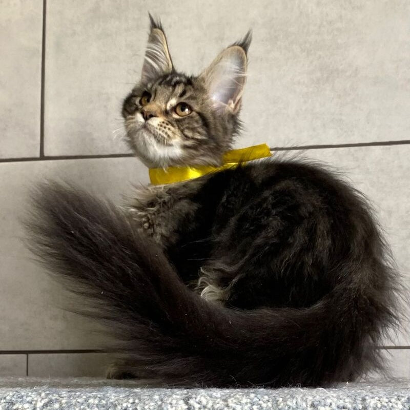 Umba Maine Coon female, black tabby