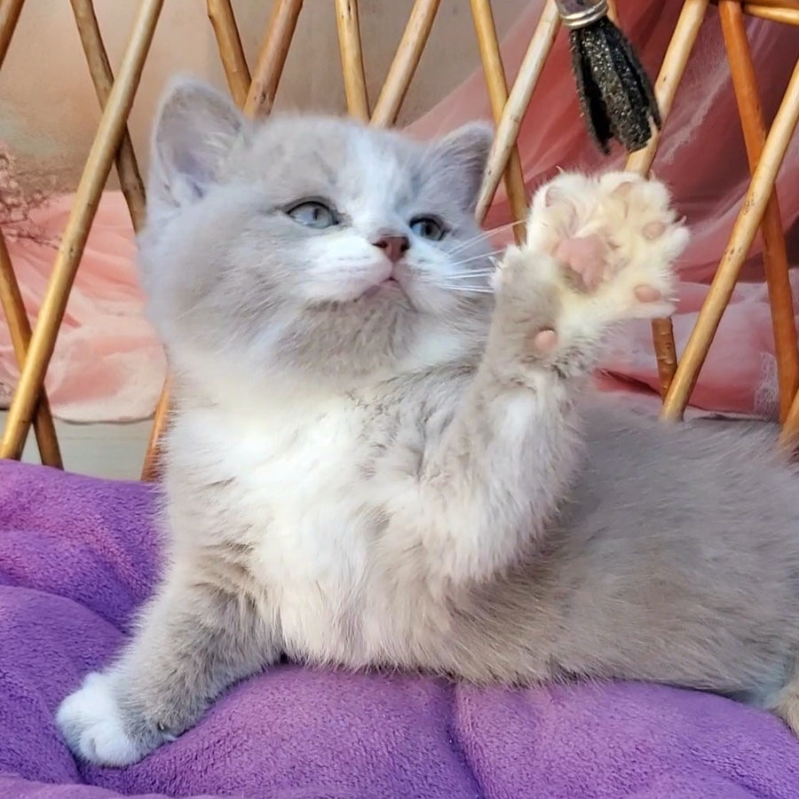Casper British Shorthair male, lilac bicolour