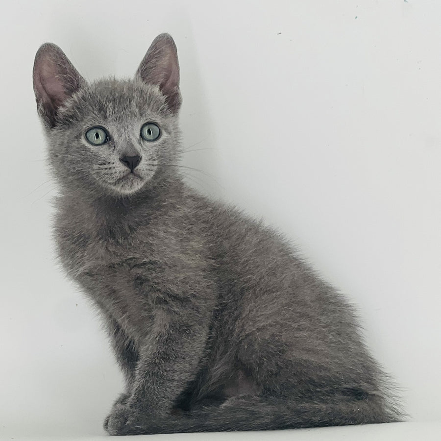 Aster Russian Blue male, blue