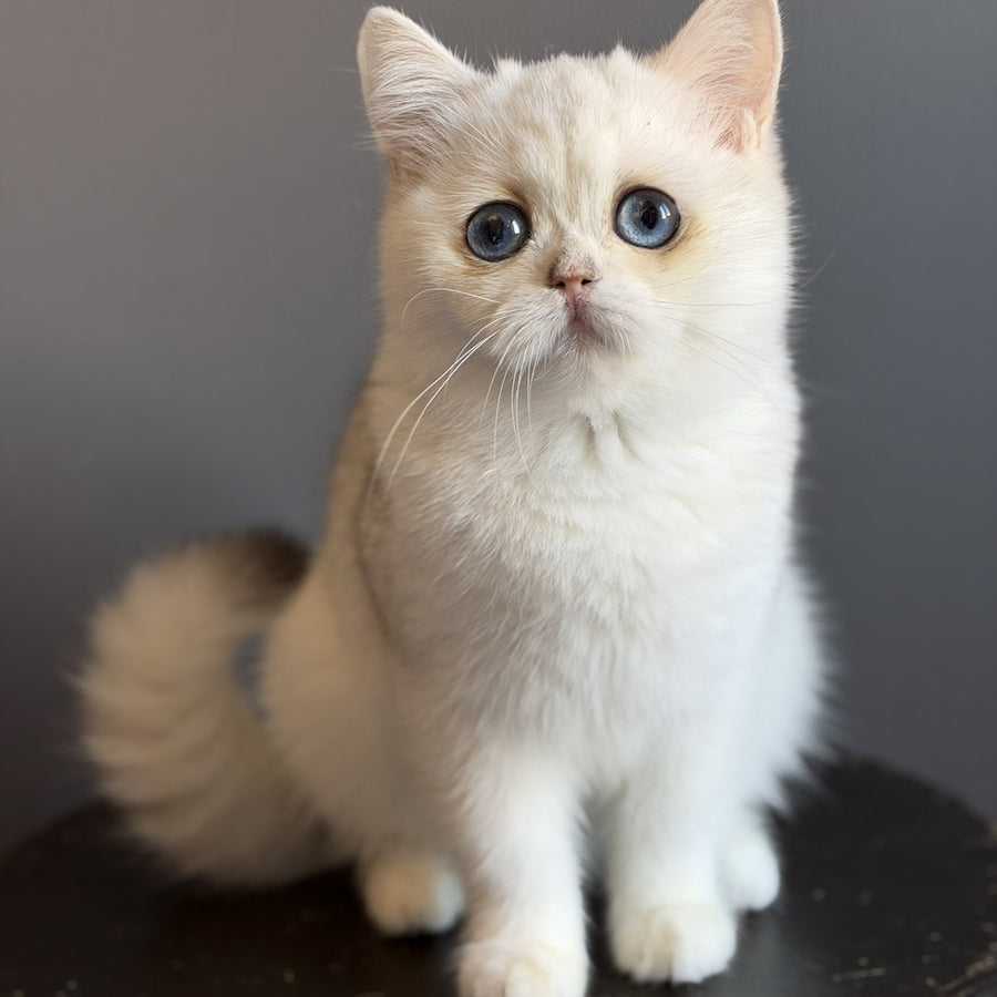 Vika British Shorthair female, black silver chinchilla