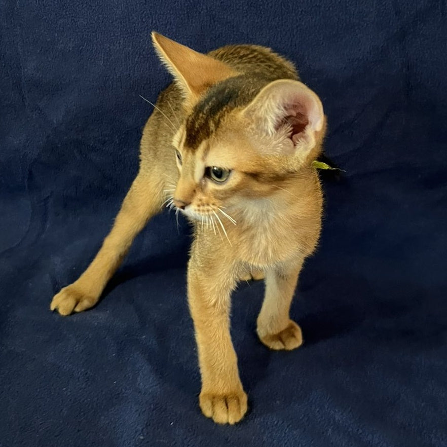 Flora Abyssinian female, black