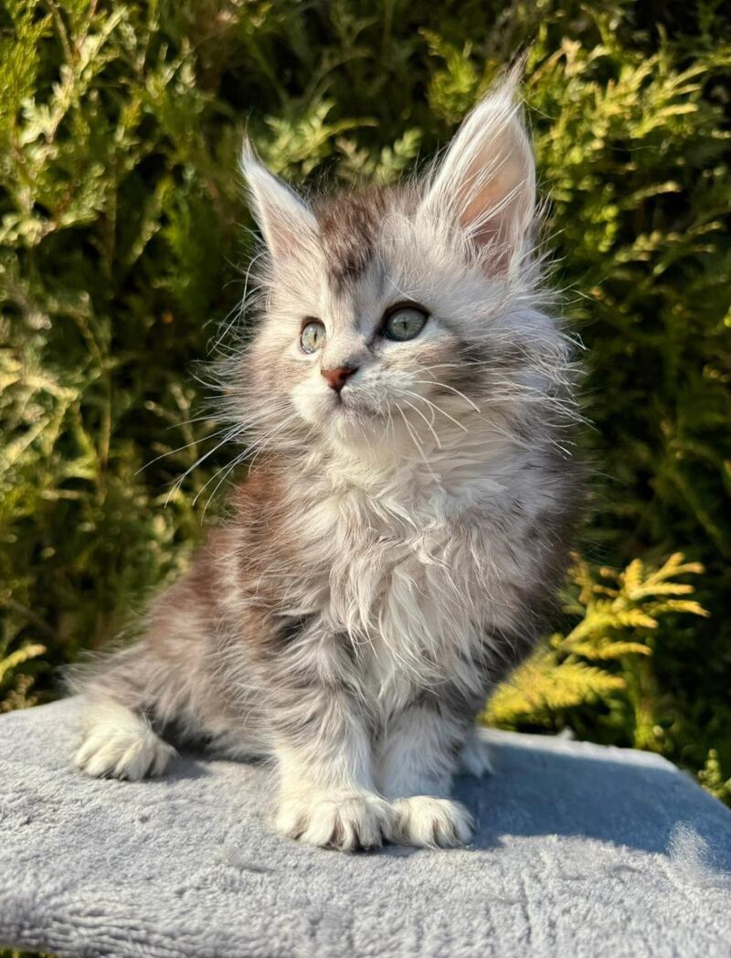 Erick Maine Coon male black silver ticked tabby - live animals