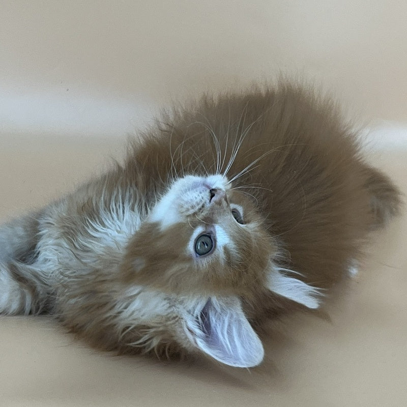 Brahms Maine Coon male, red tabby