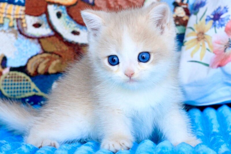 Velvet British Shorthair male, blue golden chinchilla
