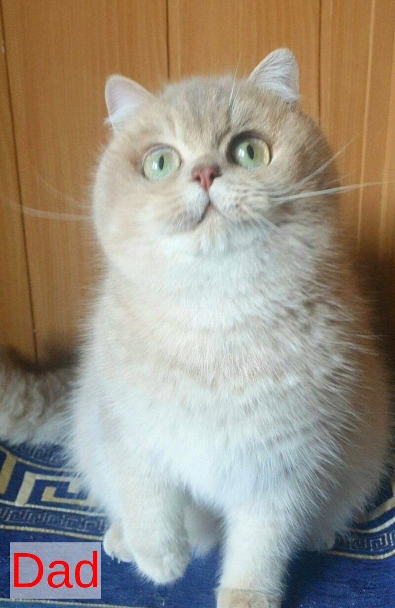 Milena Scottish Fold female black golden shaded - live animals