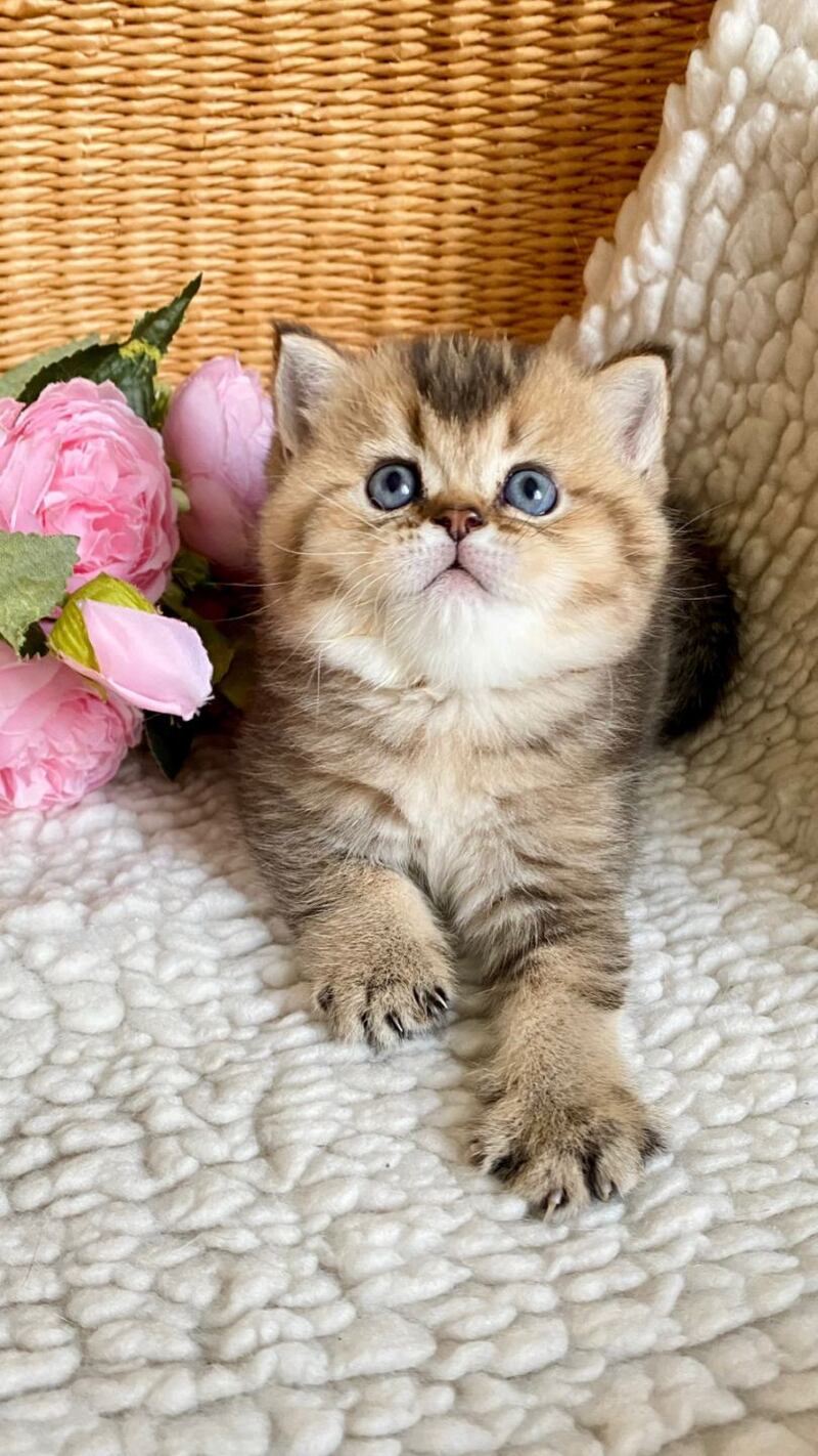 Unka British Shorthair male, black golden ticked tabby