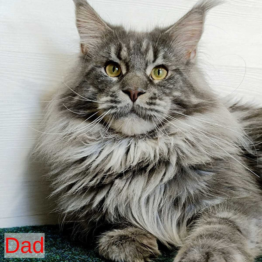 Quasar King Maine Coon male, blue tabby