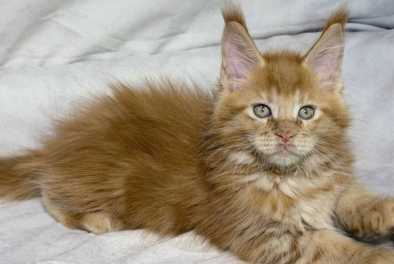 Hermes Maine Coon male, red