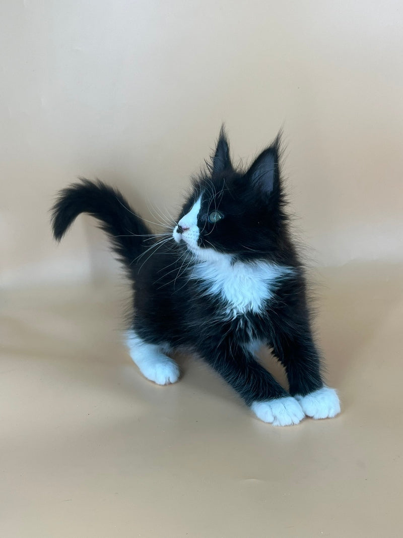 Bred Maine Coon male, black bicolour