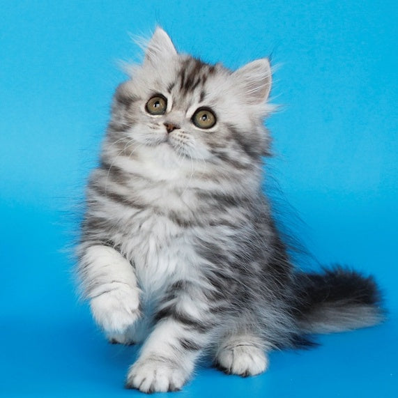 Yalvina British Shorthair female, black silver tabby
