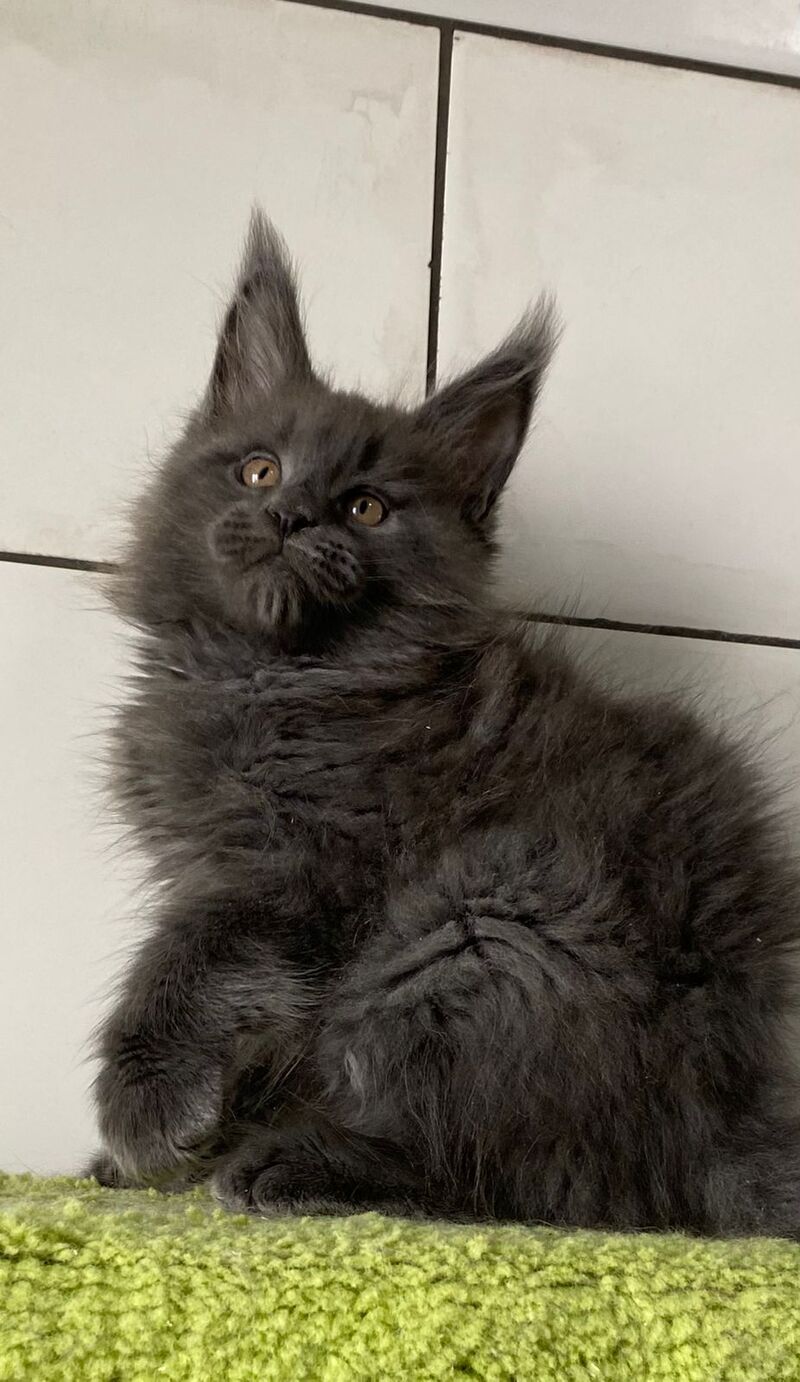Vilyu Maine Coon polydactyl male, blue