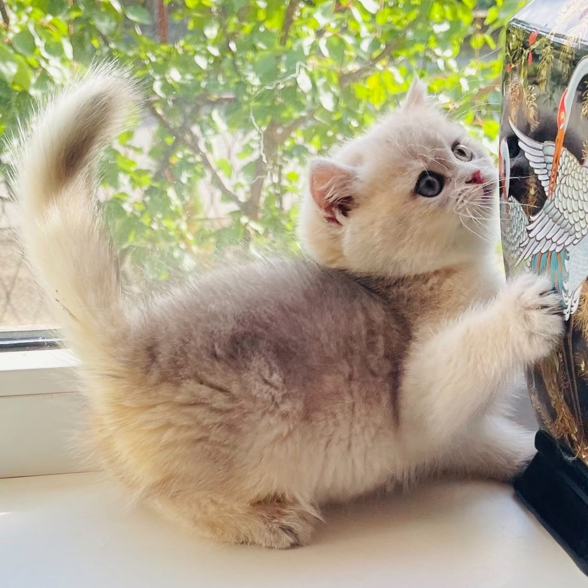 Quentin British Shorthair male, blue golden shaded