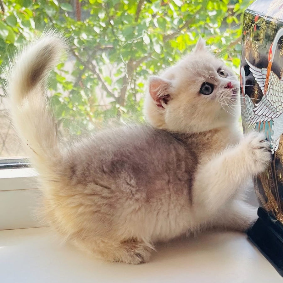 Quentin British Shorthair male, blue golden shaded