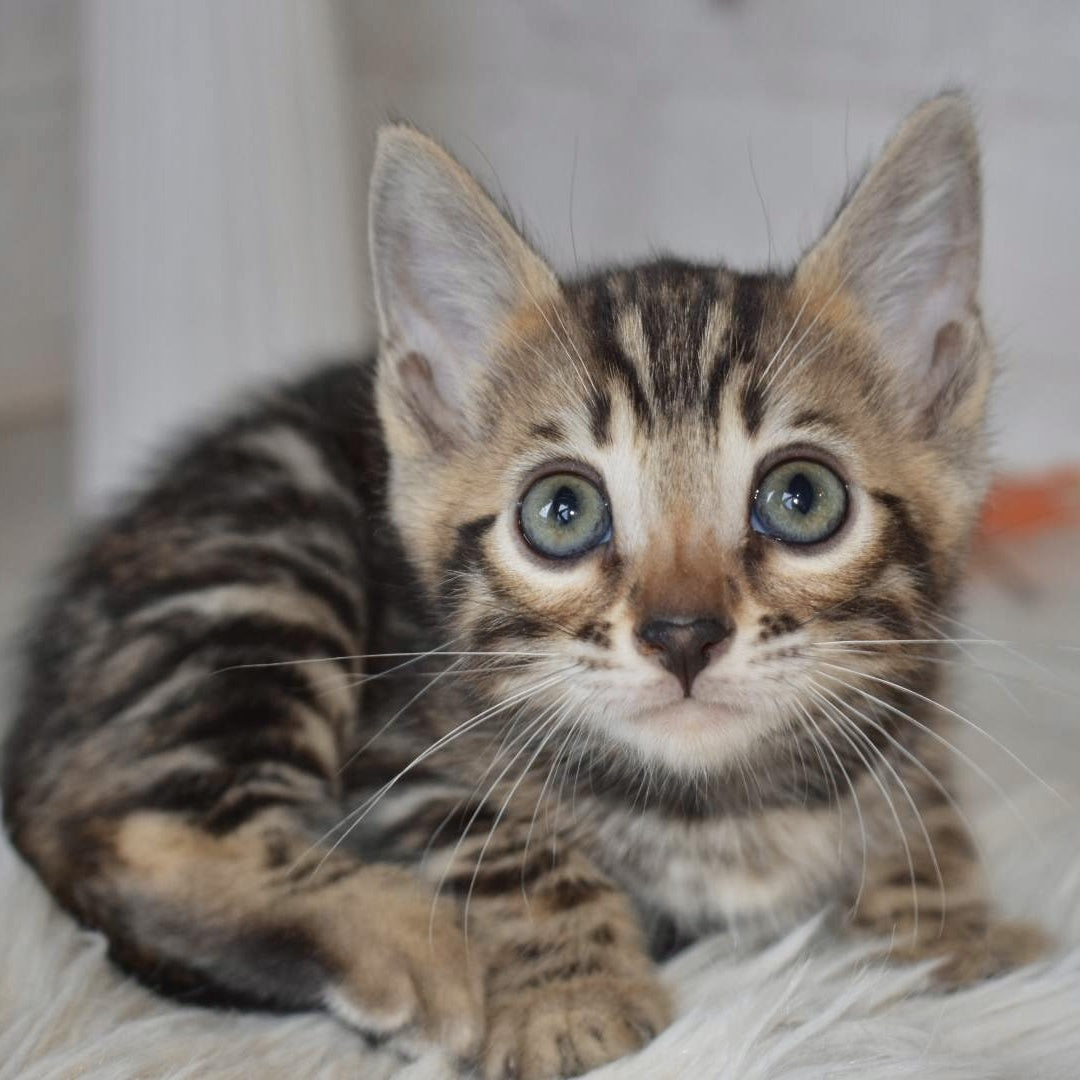 Bubi Bengal male, black spotted tabby