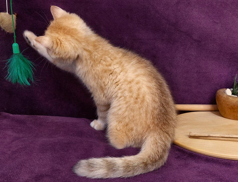 Kevin British Shorthair male, black golden spotted tabby
