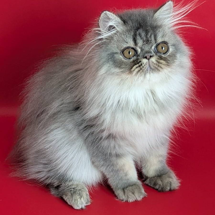 Pavlik Persian male, blue tabby