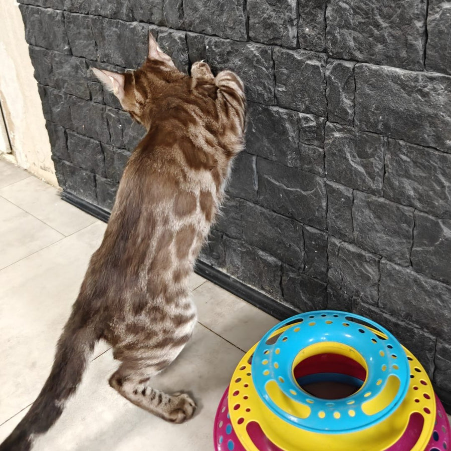 Jake Bengal male, black amber spotted tabby pointed
