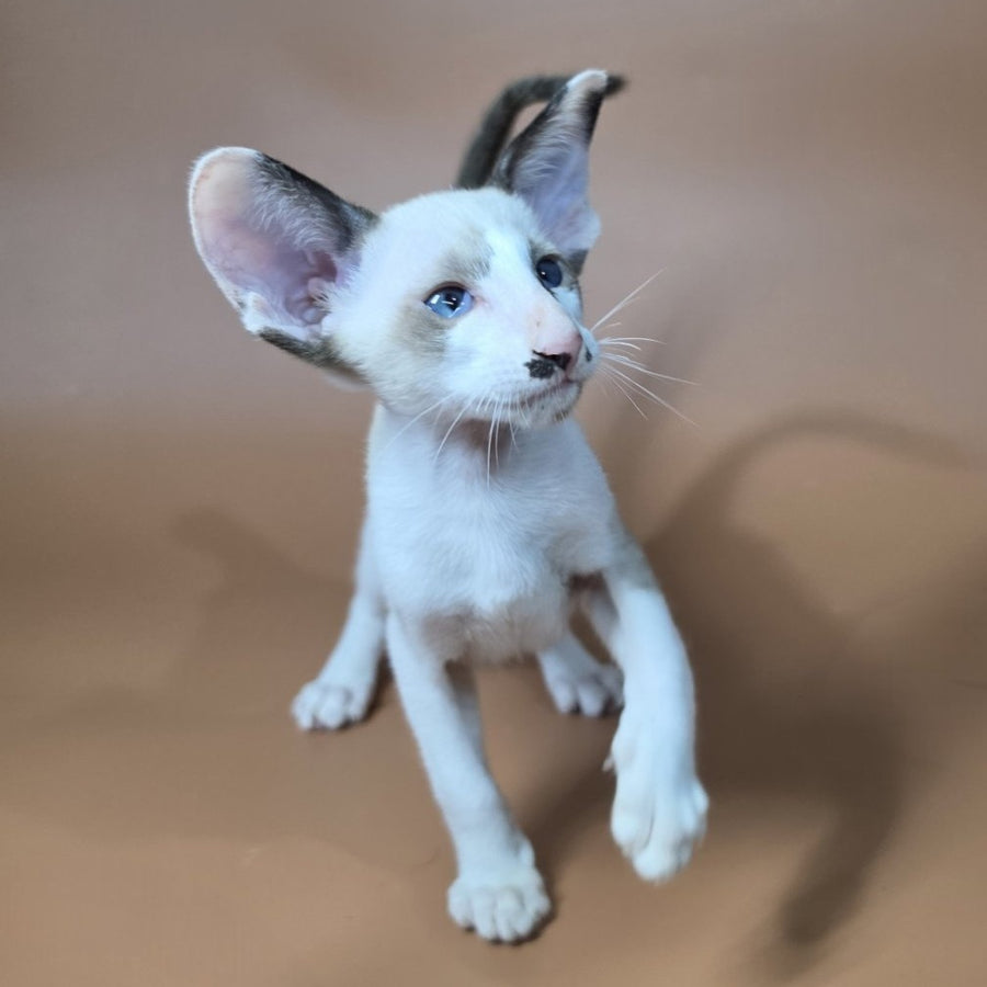 Ink Siamese male, black bicolour