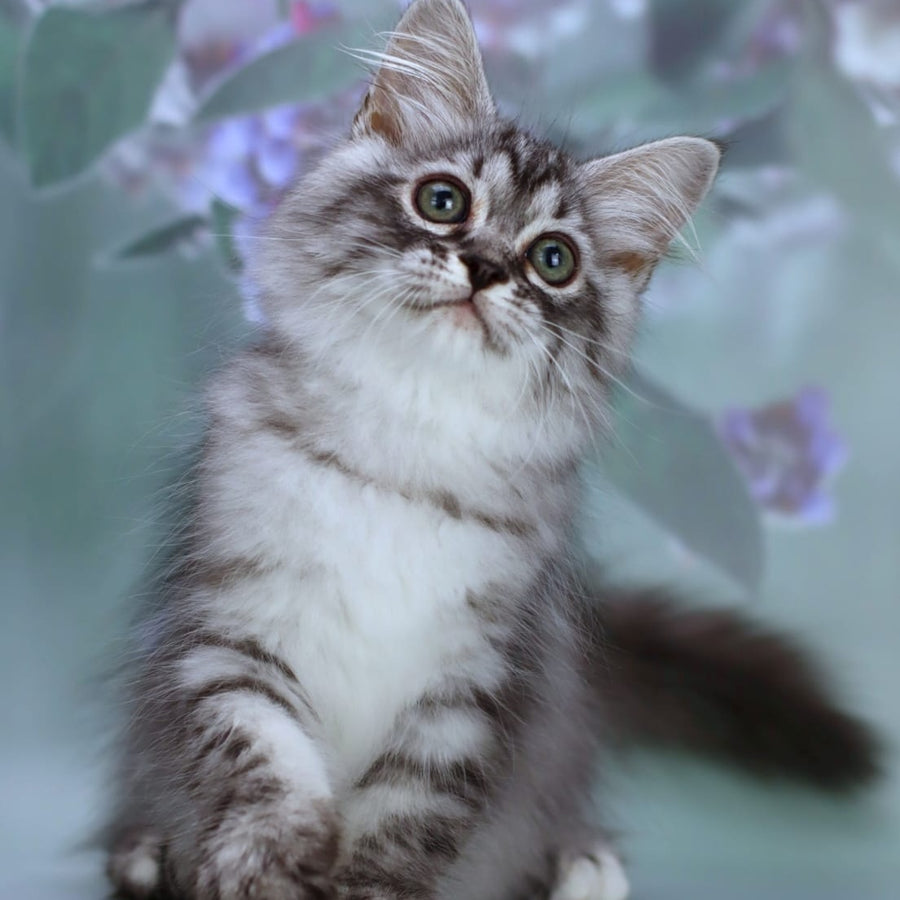 Germes Siberian male, black silver with white spotted tabby
