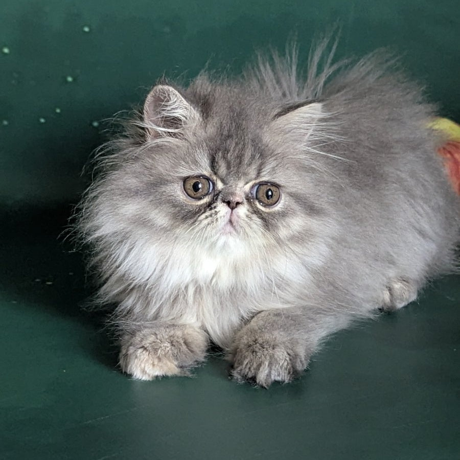 Donya Persian female, blue tortie