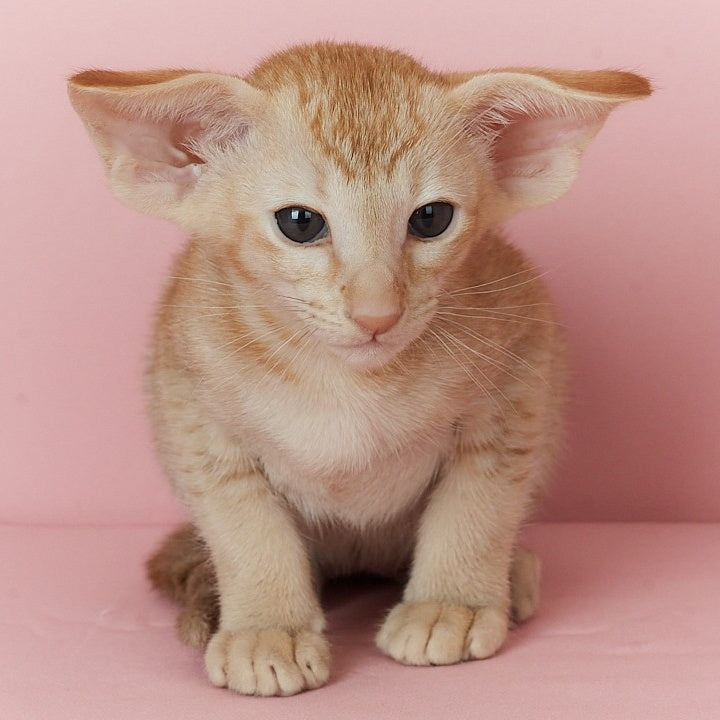 Ulan Bator Oriental Shorthair male, red