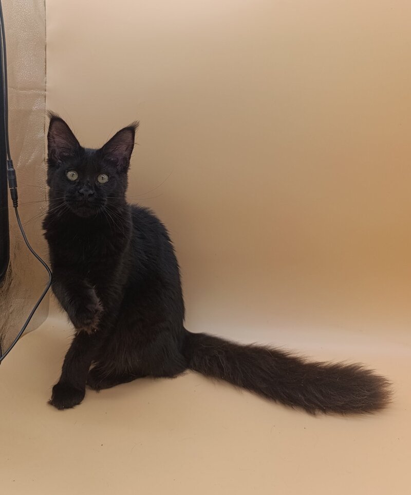 Iris Maine Coon female black silver - live animals
