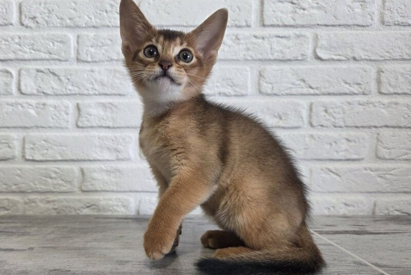 Alf Abyssinian male black - live animals