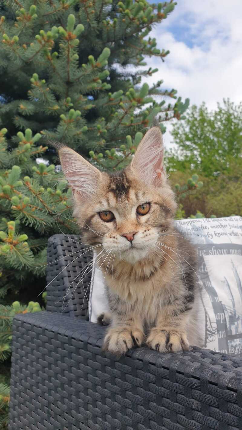 Ellie Maine Coon female black ticked tabby - live animals