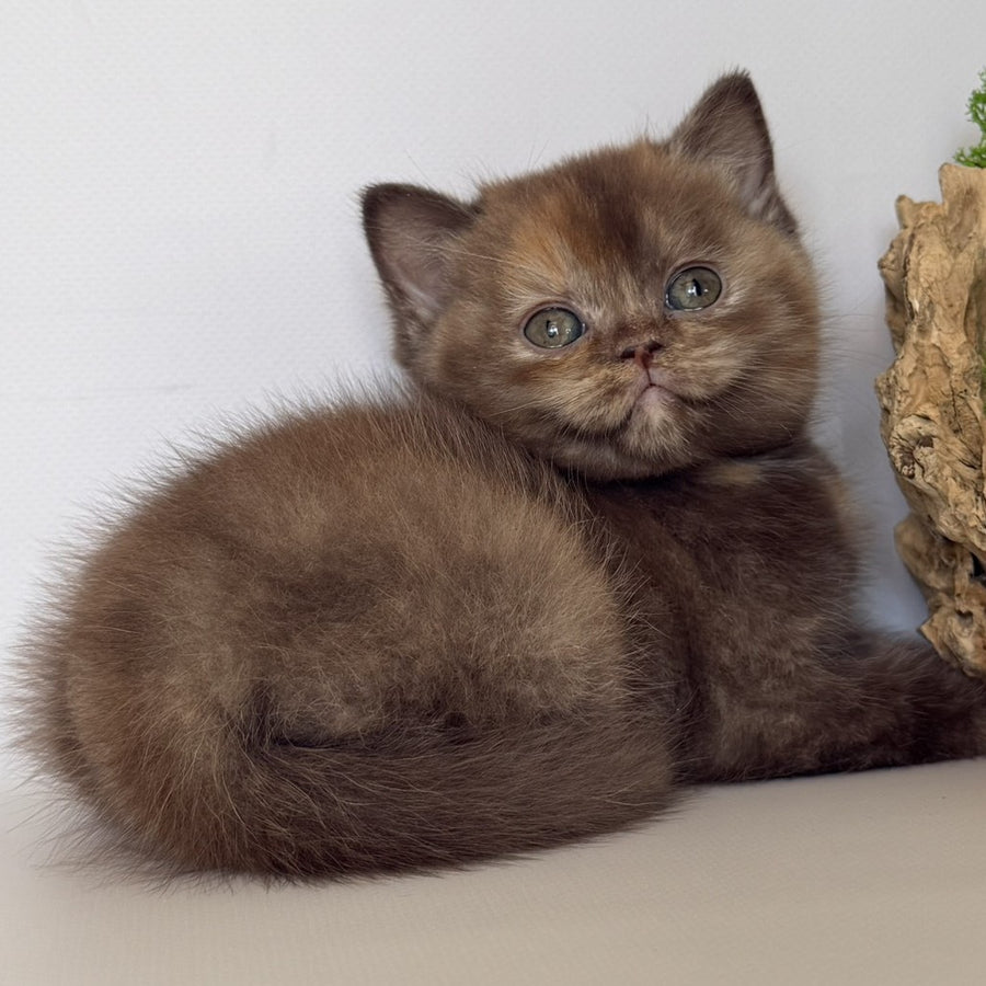 Giana British Shorthair female, cinnamon tortie