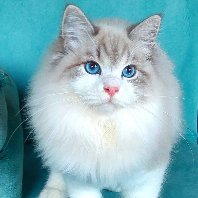 Nummarius Siberian male, blue bicolour tabby pointed